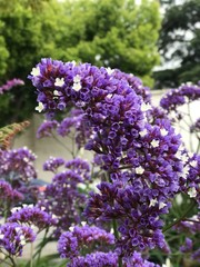 Obraz premium Purple Bloom