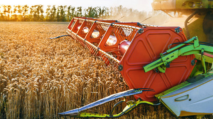 Combine harvester harvests ripe wheat. Ripe ears of gold field on the sunset cloudy orange sky...