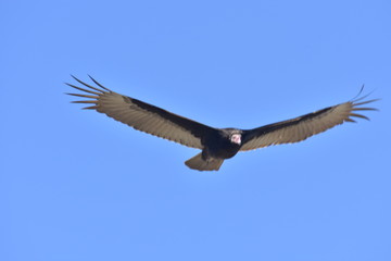 bird in flight