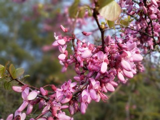 pink and white blossom