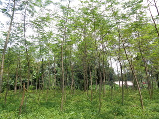 Albizia chinensis (silk tree, Chinese albizia, kool, khang hung, kang luang, cham, sengon) tree with natural background
