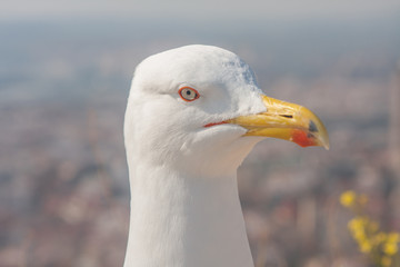 Funny seagull bird standing and attentively looking at the camera