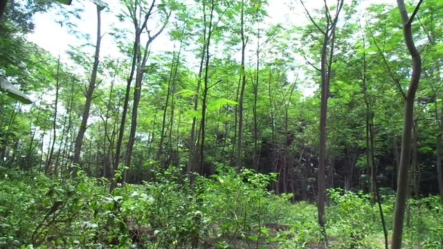 Albizia chinensis (silk tree, Chinese albizia, kool, khang hung, kang luang, cham, sengon) tree with natural background