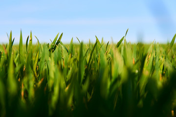 Obraz premium Close-up of young wheat plants on a field with shallow depth of field and selective focus 