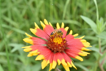 bee on a flower