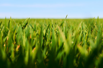 Fototapeta premium Close-up of young wheat plants on a field with shallow depth of field and selective focus 