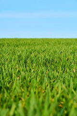 Close-up of young wheat plants on a field with shallow depth of field and selective focus
