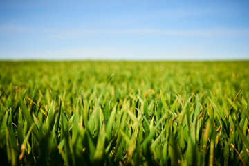 Obraz premium Close-up of young wheat plants on a field with shallow depth of field and selective focus 
