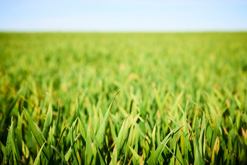 Close-up of young wheat plants on a field with shallow depth of field and selective focus
