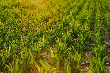 Close-up of young wheat plants on a field with shallow depth of field and selective focus
