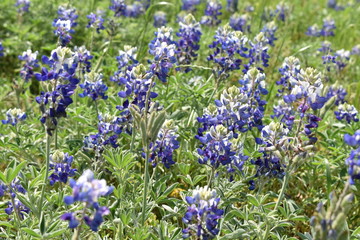blue flowers in the field