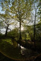 Obraz premium Spring,forest,nature,trees,foliage,nature