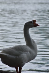 goose on the water
