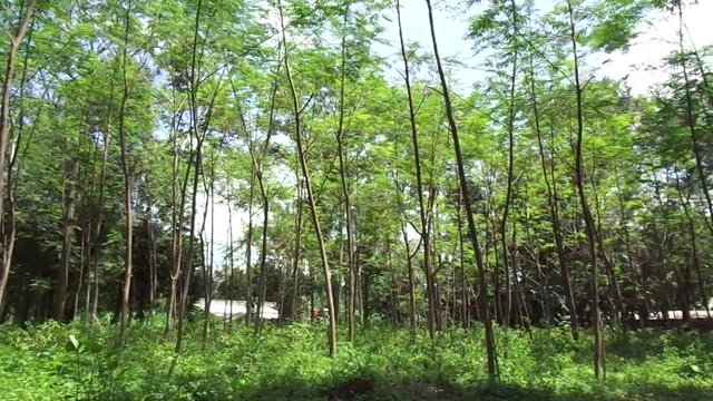 Albizia chinensis (silk tree, Chinese albizia, kool, khang hung, kang luang, cham, sengon) tree with natural background