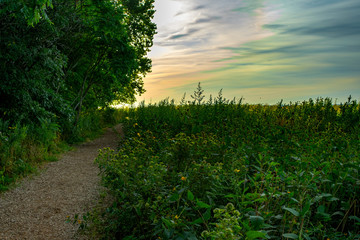 Path though a field of wild grasses and flowers in nature preserve in morning light