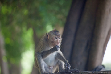 可愛いサル