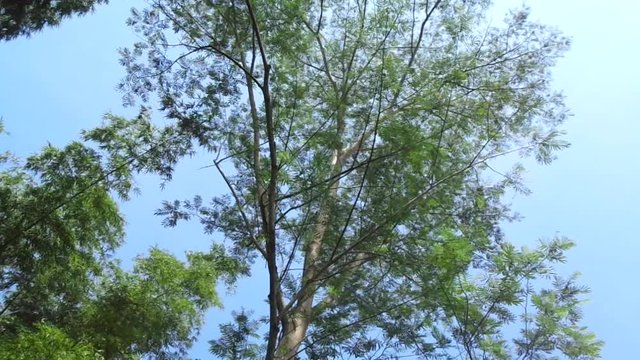 Albizia chinensis (silk tree, Chinese albizia, kool, khang hung, kang luang, cham, sengon) tree with natural background