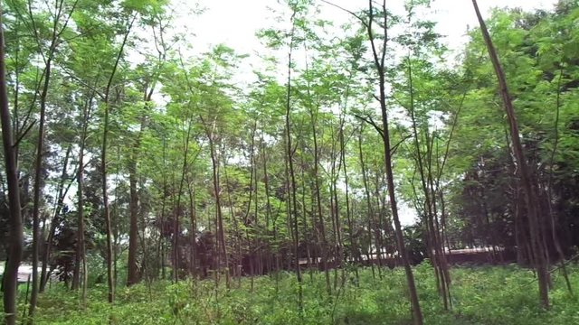 Albizia chinensis (silk tree, Chinese albizia, kool, khang hung, kang luang, cham, sengon) tree with natural background