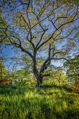 A beautiful tree stands tall in lush green surroundings.