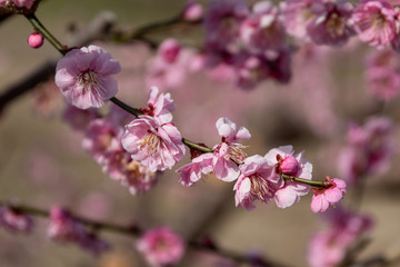 Pink cherry blossom flowers