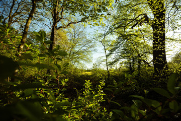 Spring foliage with trees in sunlight