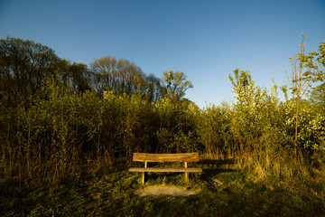 Fototapeta premium bench in woodland nature
