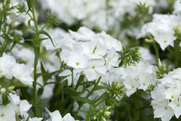 Blossoming annual phlox, Phlox drummondii