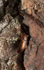 Sap beetle, Epuraea laeviuscula on fir bark