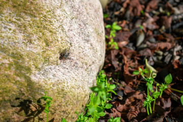 A Fly Resting on a Rock