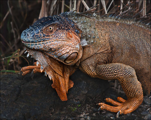 Green Iguana walking in the rainforest in Costa Rica.