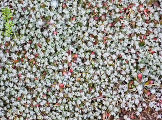 Greenish Grey Sedum Ground Cover