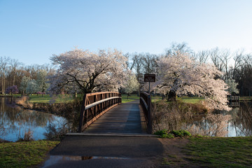 Fototapeta premium Two pink cherry trees on either side of a walkway bridge in a park.