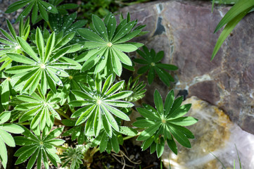 Lupine Green Leaves with Rain Drops Background and Large Thunder Egg