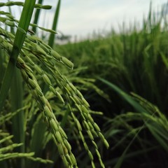 green wheat field © icon