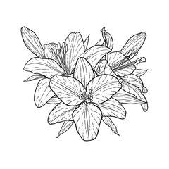 beautiful monochrome black and white bouquet lily isolated on background. Hand-drawn. design greeting card and invitation of the wedding, birthday, Valentine s Day, mother s day and other holiday