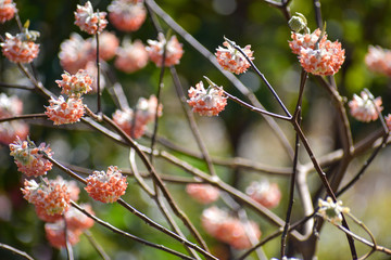 White and Peach Flower Bokeh Background