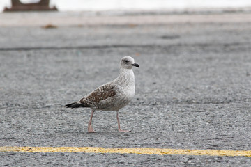 seagull walking on road with yellow line