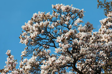Magnolia tree blossom.