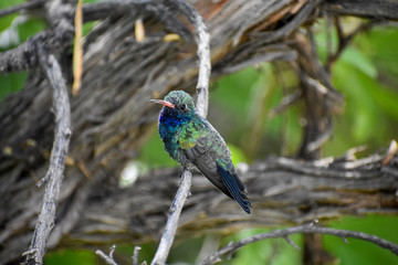 Jewel-toned broad-billed hummingbird perched on tree branch