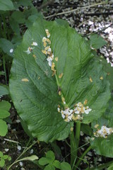 water lily in the garden