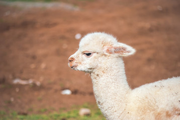 Fototapeta premium Naturaleza 