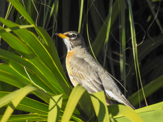 Alert juvenile robin in Florida