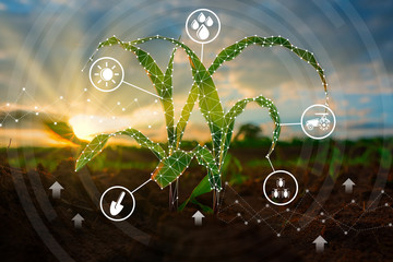 Maize seedling in the cultivated agricultural field with low poly graphic style, Modern technology...