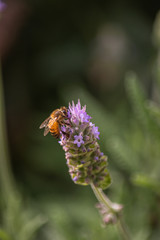 Abeja