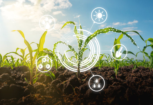 Maize seedling in the cultivated agricultural field with low poly graphic style, Modern technology concepts