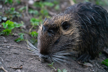 little otter eating in nature