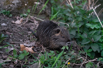 little otter in wild nature 