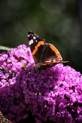 Schmetterling