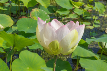 Fototapeta premium ハスの花