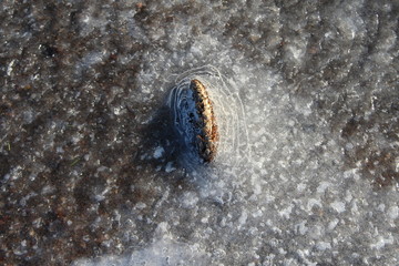 pine cone trapped in ice 